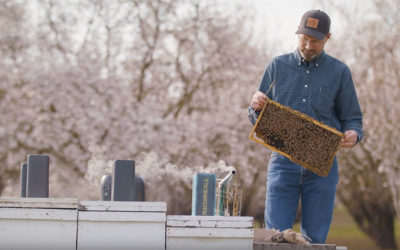 BeeWhere – GIS Technology Works to Protect Bees and Almonds