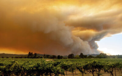 USDA offers disaster assistance to farmers and ranchers impacted by wildfires