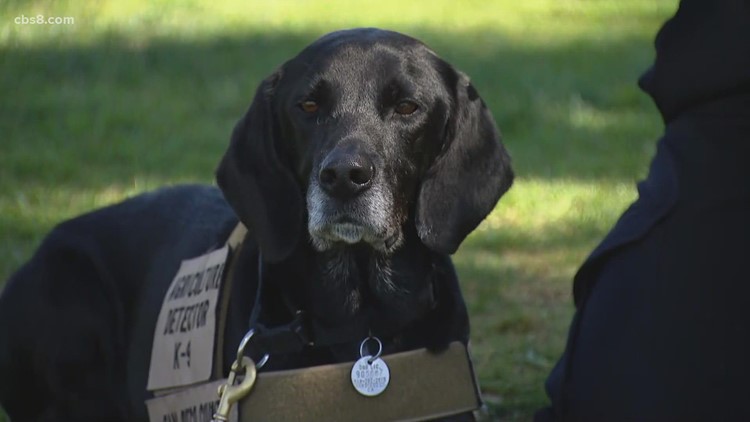 San Diego detector dog “Podder” honored at retirement
