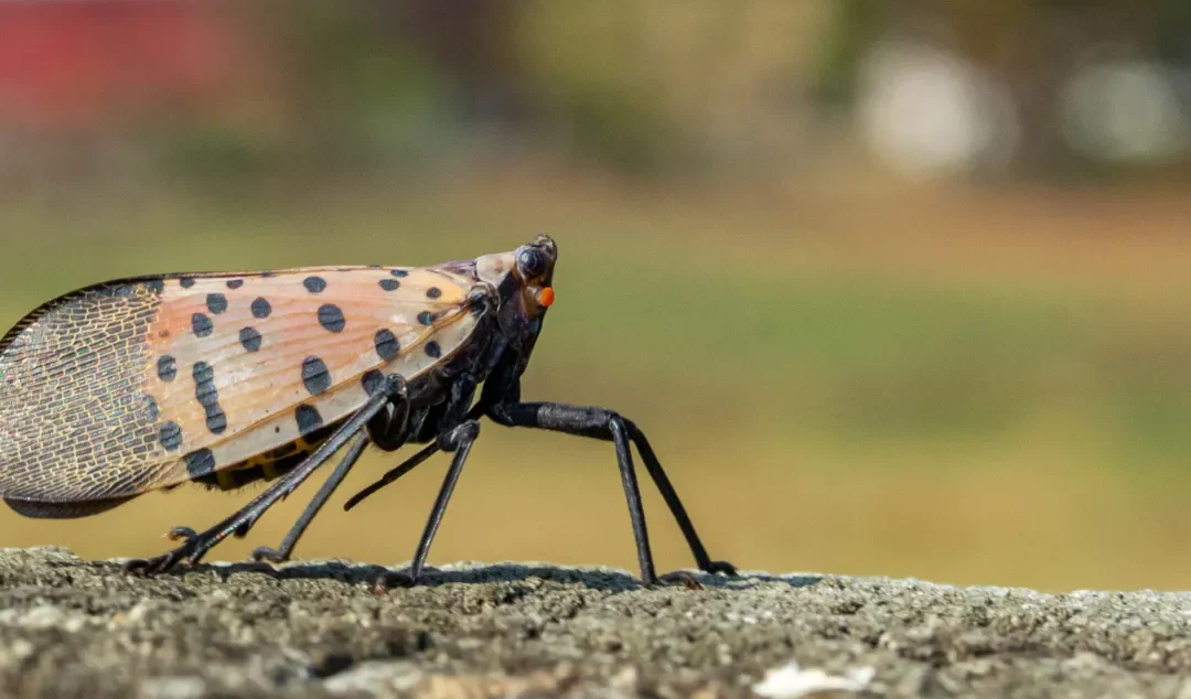 New Report Warns California’s Pest Prevention System Is Falling Behind Growing Threats