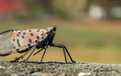 New Report Warns California’s Pest Prevention System Is Falling Behind Growing Threats