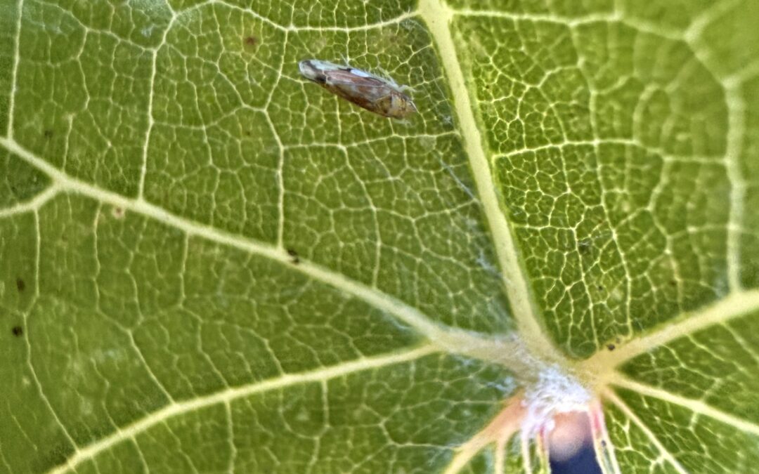 California Agricultural Commissioners Launch Emergency Response to Contain Dangerous Plant Pest